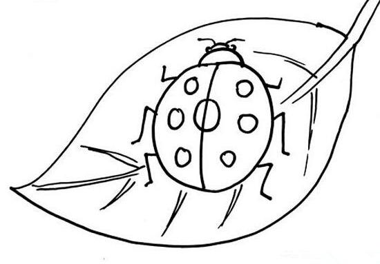 七星瓢虫简笔画  