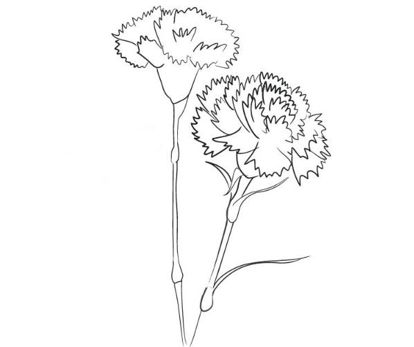 康乃馨简笔画  