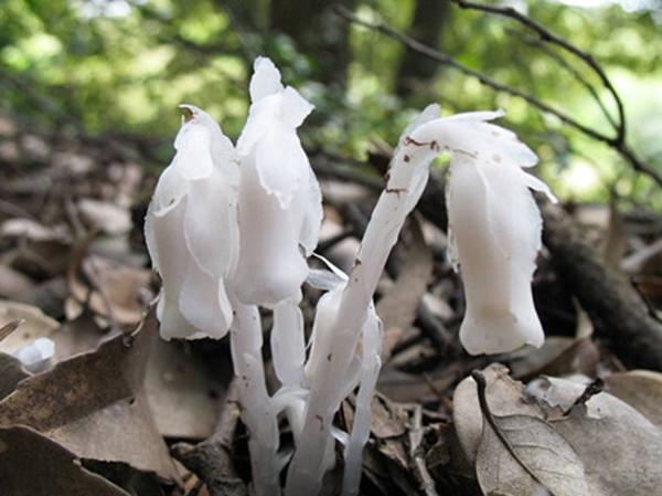 幽灵之花——水晶兰图片