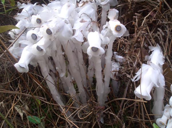 幽灵之花——水晶兰图片