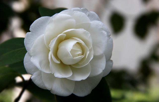 花中仙子