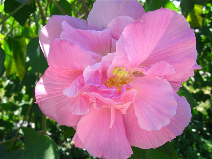 经霜愈盛的木芙蓉花
