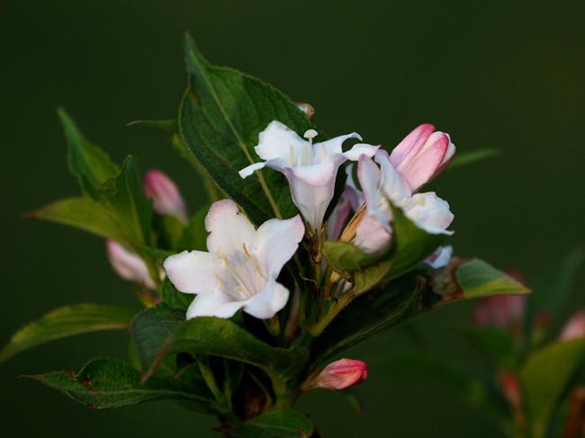 锦带花