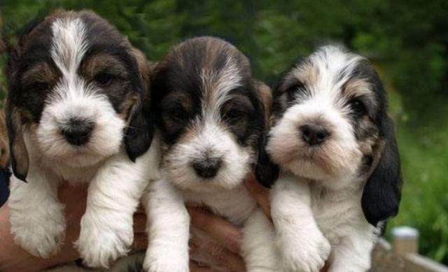 大格林芬犬图片