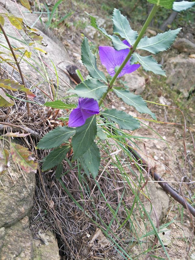 花丛间的野花背景图片