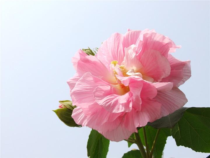 木末芙蓉花，山中发红萼