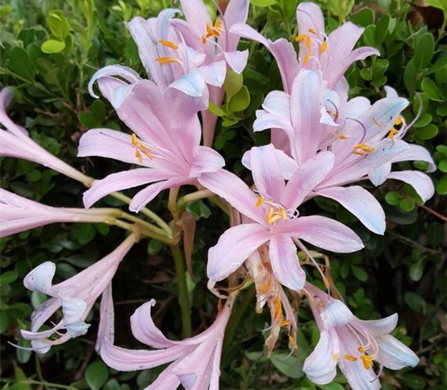 夏水仙花朵