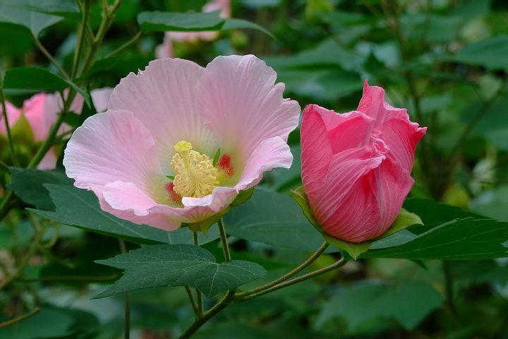 唯木芙蓉凌霜绽放