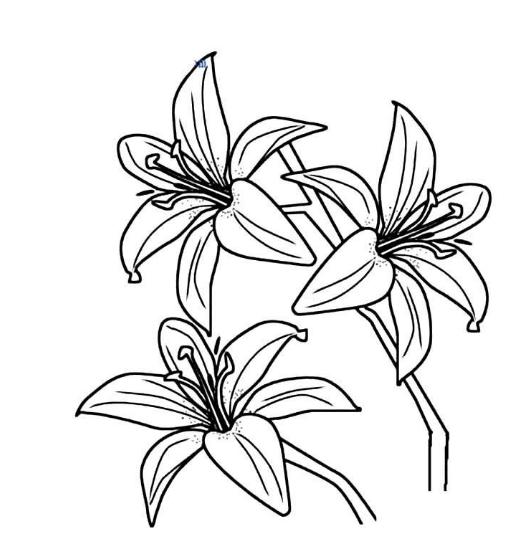 百合花图片  