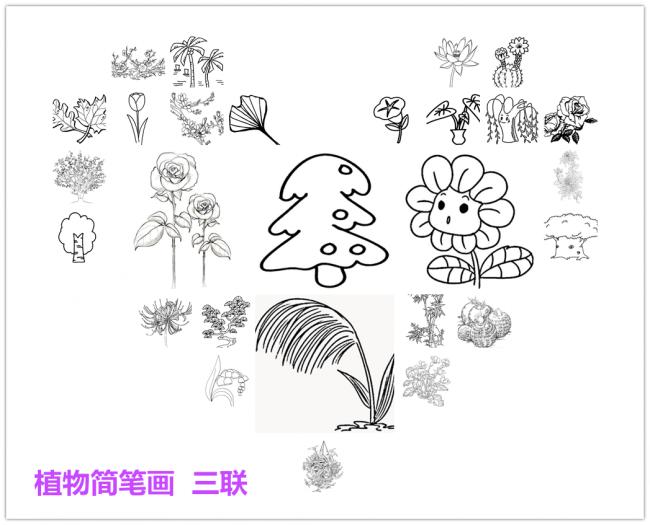 植物简笔画