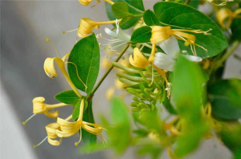 穿金又戴银——金银花