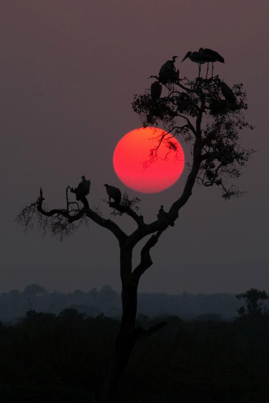 夕阳红背景图片
