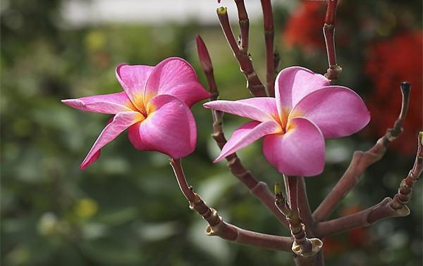 鸡蛋花