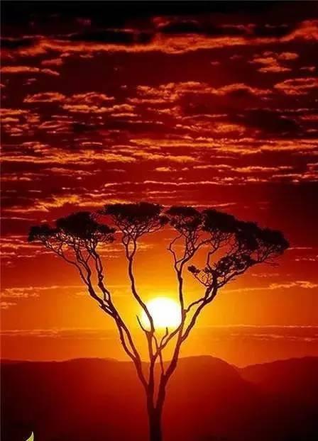 夕阳红背景图片