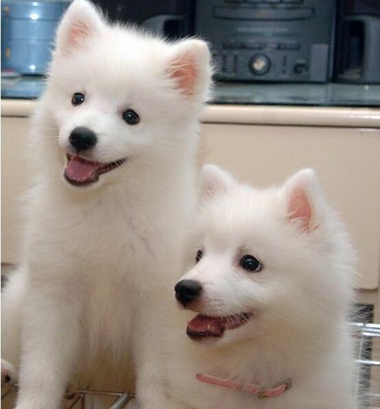 日本尖嘴犬图片
