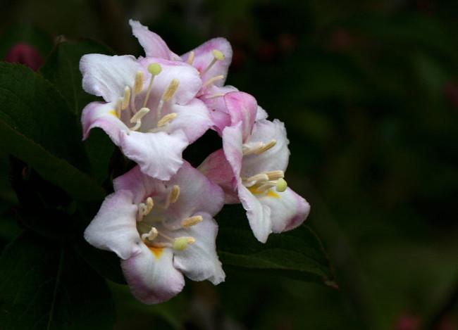 锦带花