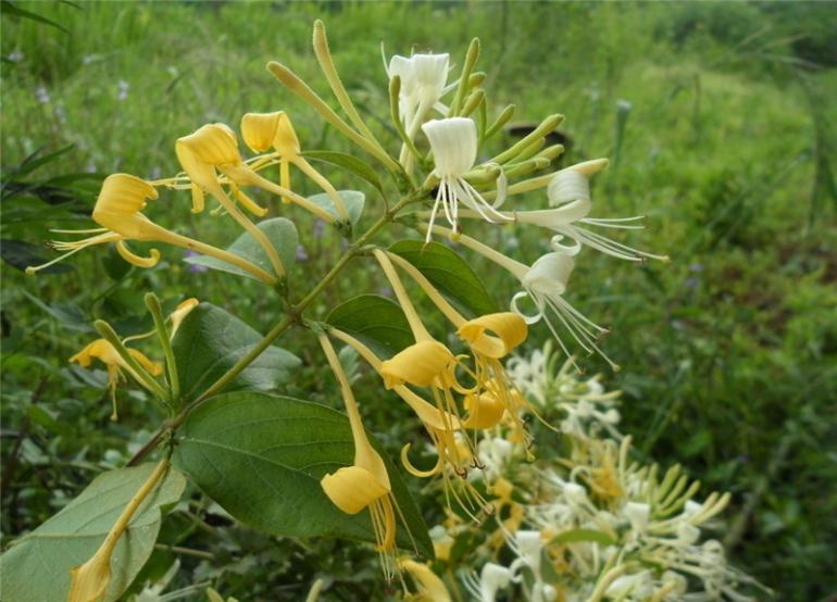 金银花