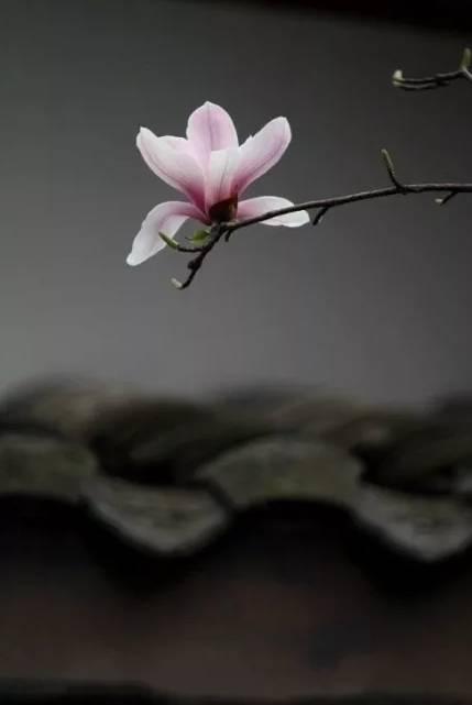 孤芳独自赏背景图片