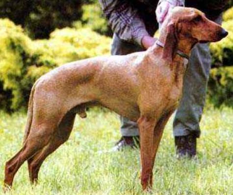 短毛意大利猎犬图片