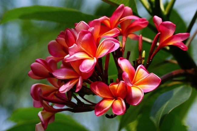 红鸡蛋花