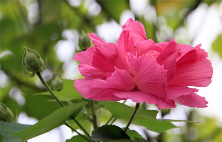 经霜愈盛的木芙蓉花