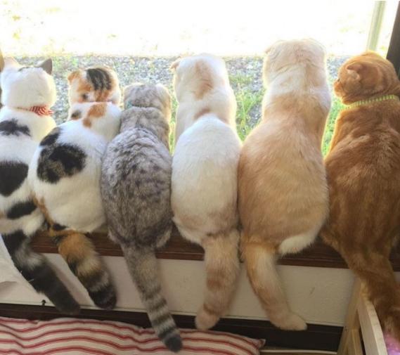 花猫图片