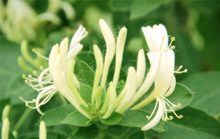 金银花图片欣赏