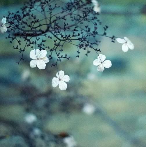 孤芳独自赏背景图片