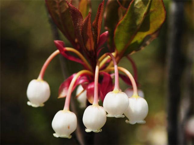 珍珠花