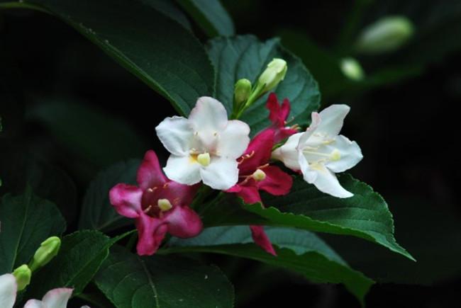 白色锦带花
