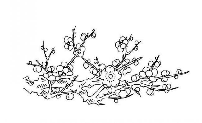 植物简笔画 