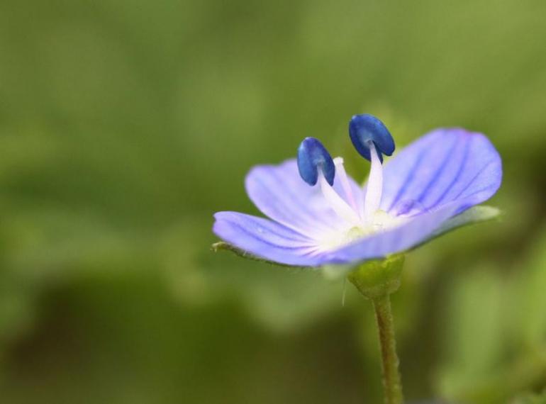 婆婆纳开花