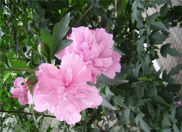 芍药