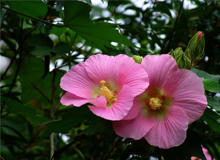 木芙蓉花