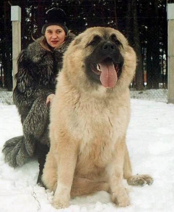 高加索犬图片