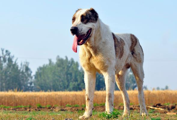 世界十大名犬排名图片