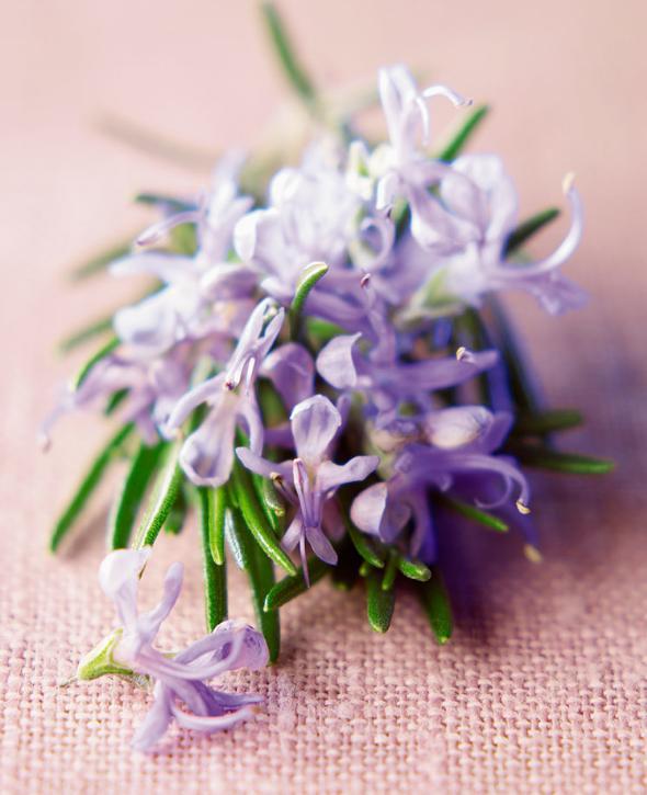 迷迭香花朵图片