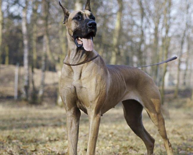 大丹犬图片