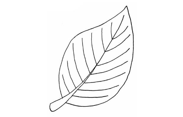 常见的树叶简笔画