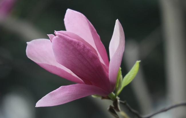 紫玉兰