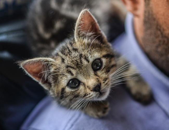 可爱灰色小猫图片