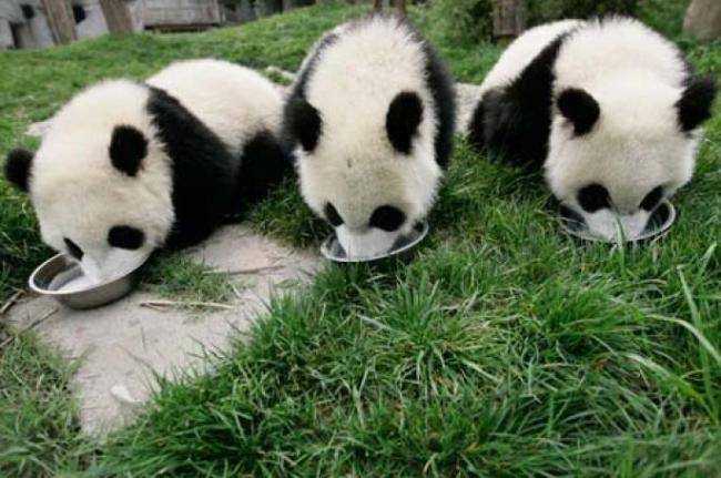 可爱的熊猫图片