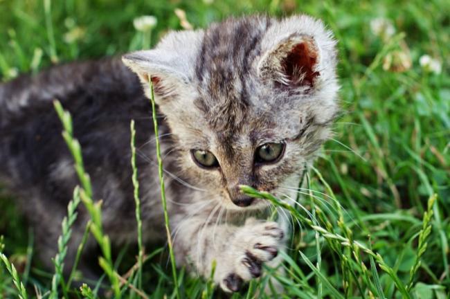 可爱灰色小猫图片