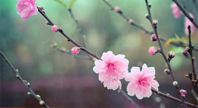 樱花