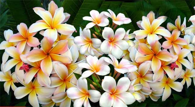 鸡蛋花