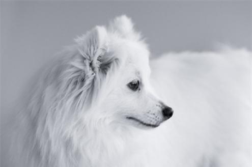 银狐犬狐狸狗图片