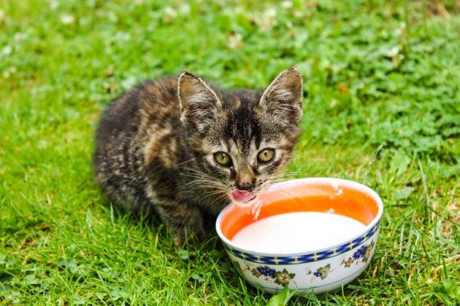 可爱灰色小猫图片