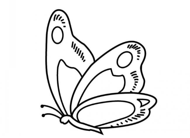 蝴蝶简笔画的画法