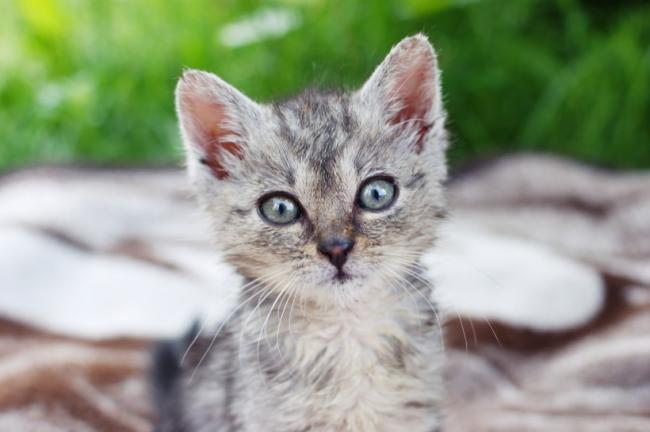 可爱灰色小猫图片