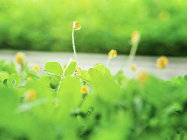 超漂亮的花草风景图片